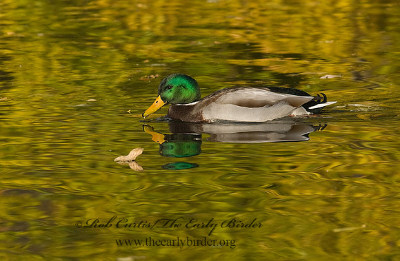 Anas platyrhynchos  MALLARD 7013268