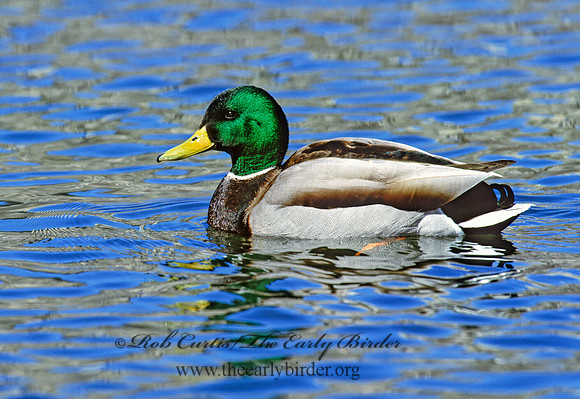 Anas platyrhynchos  MALLARD 1280527