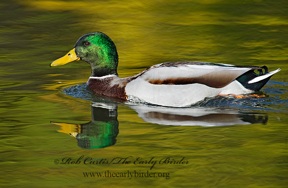 Anas platyrhynchos  MALLARD 9006423