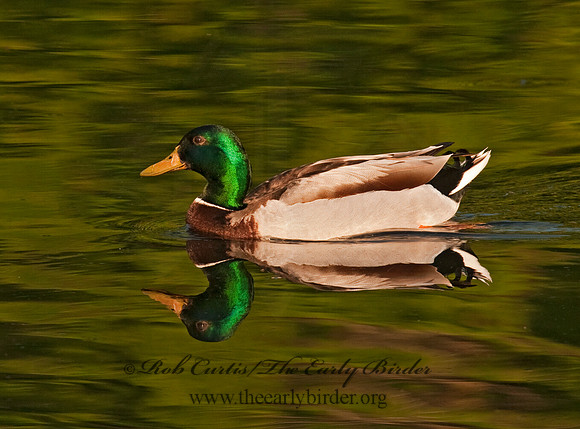 Anas platyrhynchos  MALLARD 3002505