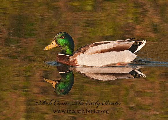 Anas platyrhynchos  MALLARD 3002507
