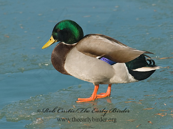 Anas platyrhynchos  MALLARD 6019049