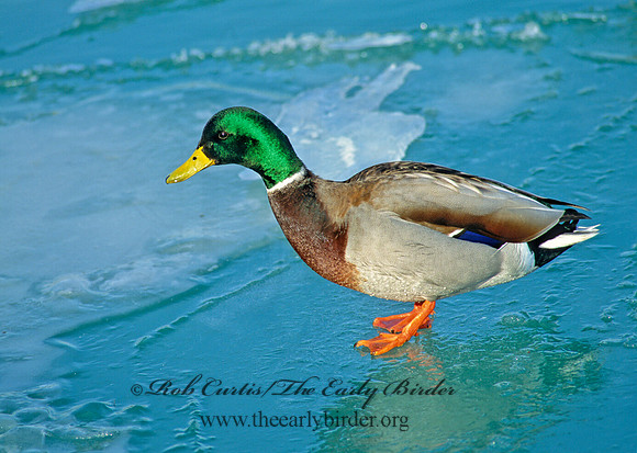 Anas platyrhynchos  MALLARD 63517