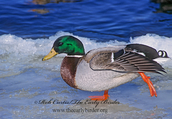 Anas platyrhynchos  MALLARD 286904