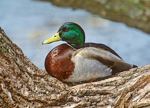Anas platyrhynchos  MALLARD 1280315