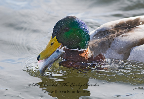 Anas platyrhynchos  MALLARD 6020008