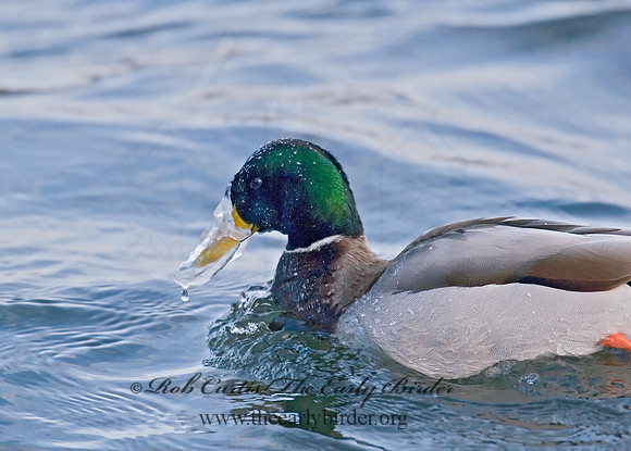 Anas platyrhynchos  MALLARD 6020090