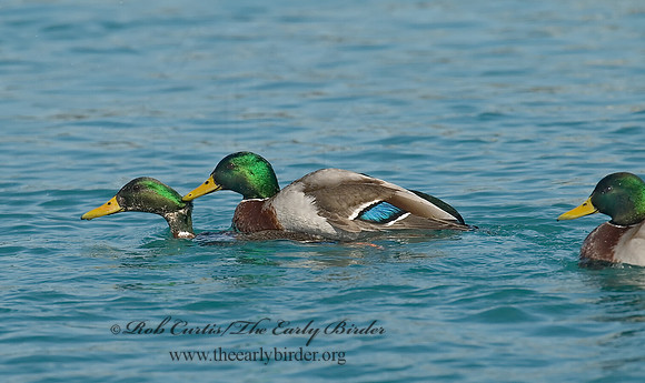 Anas platyrhynchos  MALLARD 7000424