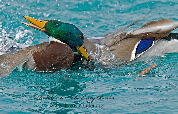 Anas platyrhynchos  MALLARD 7000900