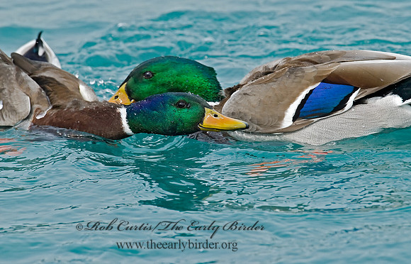 Anas platyrhynchos  MALLARD 7000901