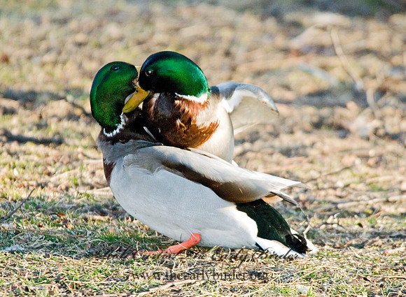 Anas platyrhynchos  MALLARD 6001550