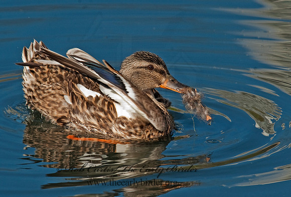 Anas platyrhynchos  MALLARD 8021884