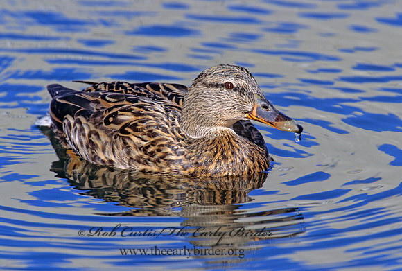 Anas platyrhynchos  MALLARD 1280709