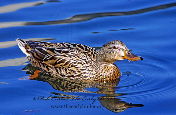Anas platyrhynchos  MALLARD 297804