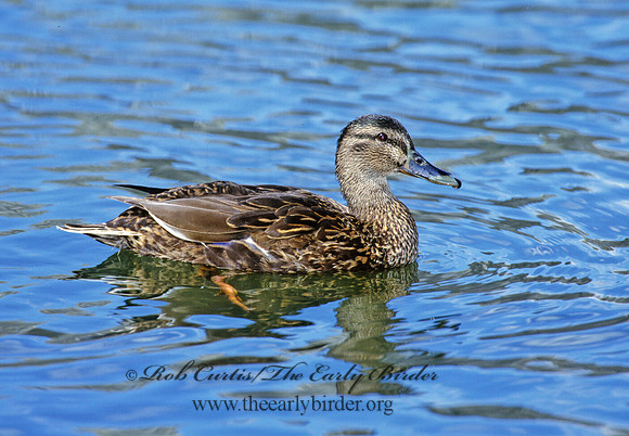 Anas platyrhynchos  MALLARD 1280014