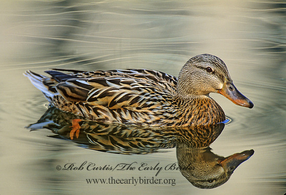 Anas platyrhynchos  MALLARD 1281126