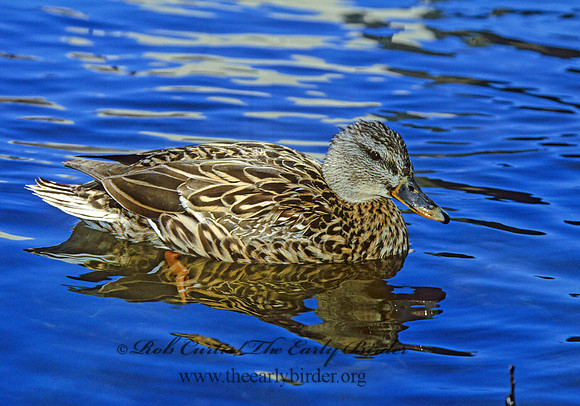 Anas platyrhynchos  MALLARD 297608