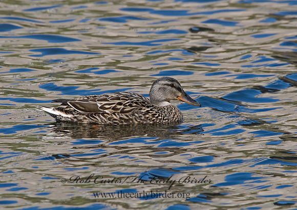 Anas platyrhynchos  MALLARD 6002951