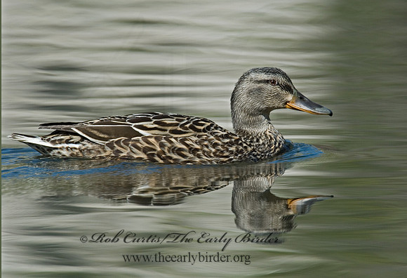 Anas platyrhynchos  MALLARD 6003427