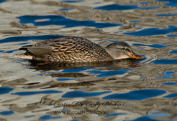 Anas platyrhynchos  MALLARD 6018286