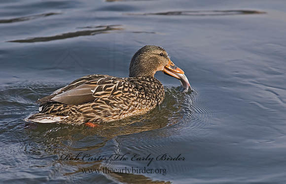 Anas platyrhynchos  MALLARD 6019989