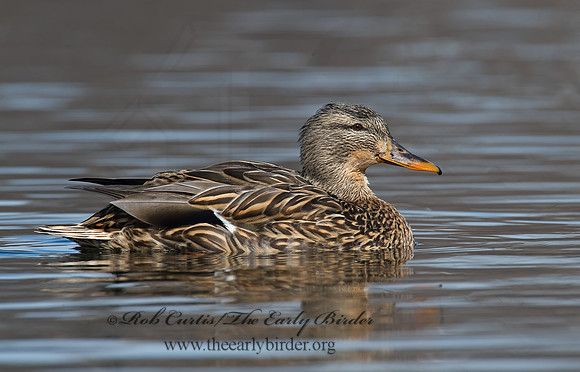 Anas platyrhynchos  MALLARD 8000970