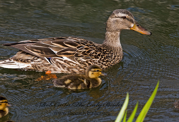 Anas platyrhynchos  MALLARD 7016284