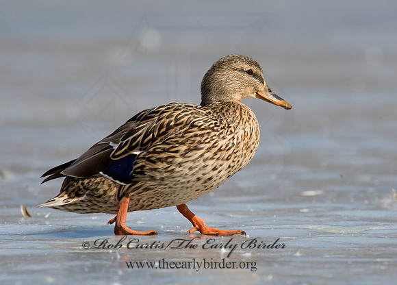 Anas platyrhynchos  MALLARD 8000972