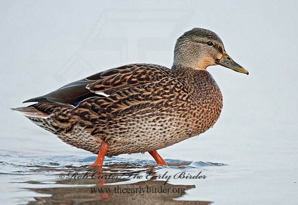 Anas platyrhynchos  MALLARD 3005440