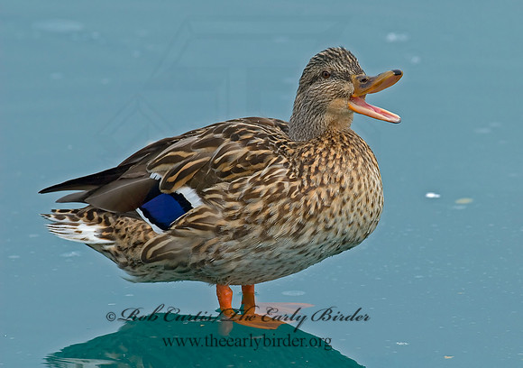 Anas platyrhynchos  MALLARD 7000895