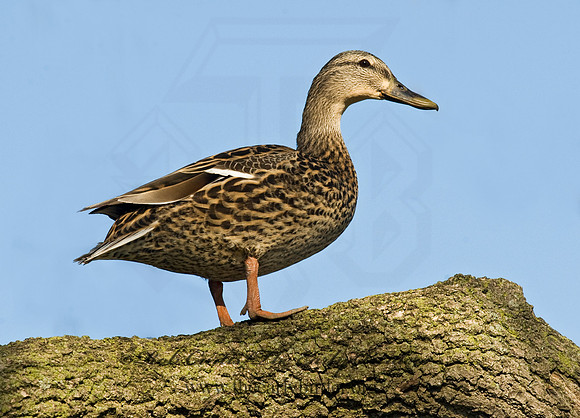 Anas platyrhynchos  MALLARD 8012360