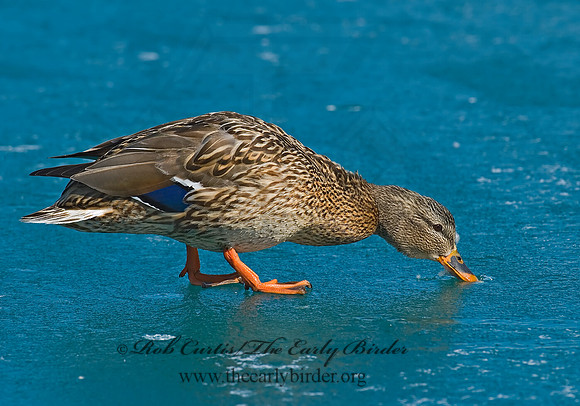 Anas platyrhynchos  MALLARD 7000501