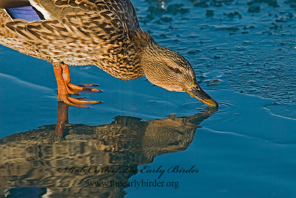 Anas platyrhynchos  MALLARD 7000735