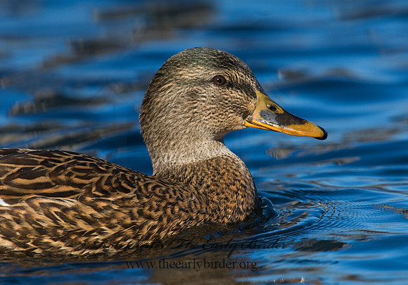 Anas platyrhynchos  MALLARD 6018233