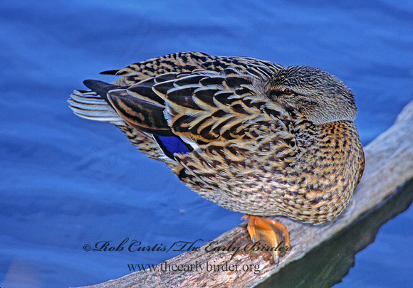 Anas platyrhynchos  MALLARD 298722