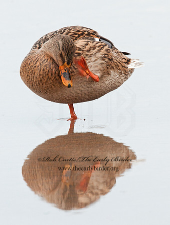 Anas platyrhynchos  MALLARD 3005551