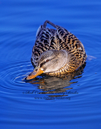 Anas platyrhynchos  MALLARD 297726