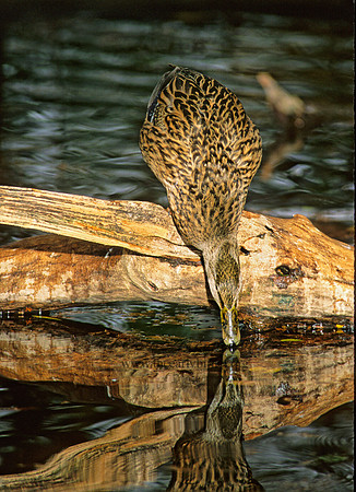 Anas platyrhynchos  MALLARD 159630