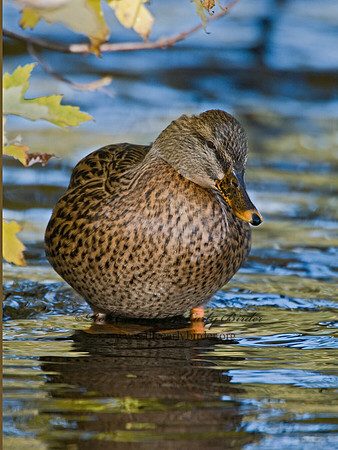 Anas platyrhynchos  MALLARD 6017805
