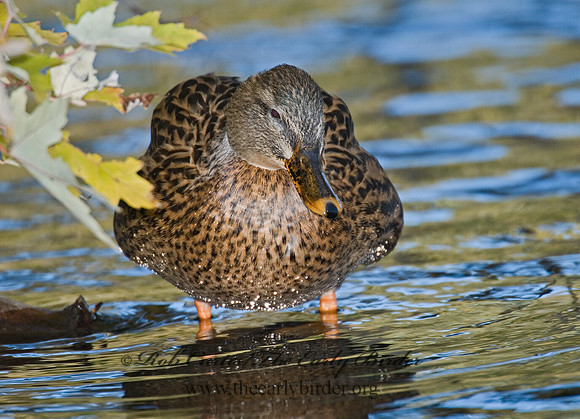 Anas platyrhynchos  MALLARD 6017803