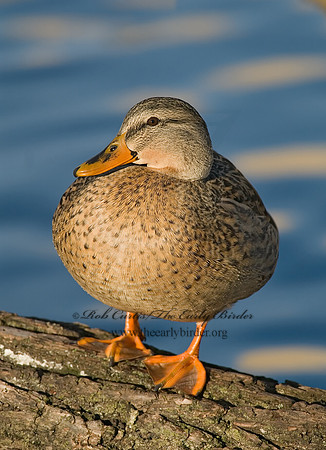 Anas platyrhynchos  MALLARD 6019347