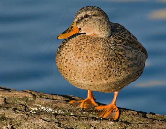 Anas platyrhynchos  MALLARD 6019343