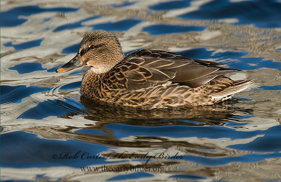 Anas platyrhynchos  MALLARD 6018287