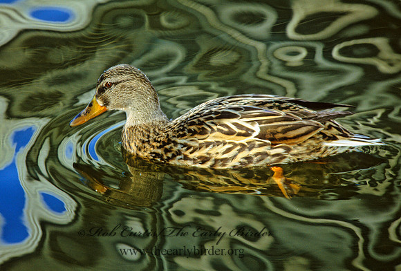 Anas platyrhynchos  MALLARD 297422