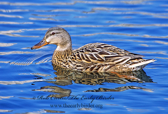 Anas platyrhynchos  MALLARD 297813