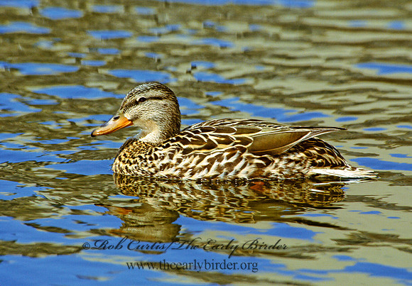 Anas platyrhynchos  MALLARD 298624