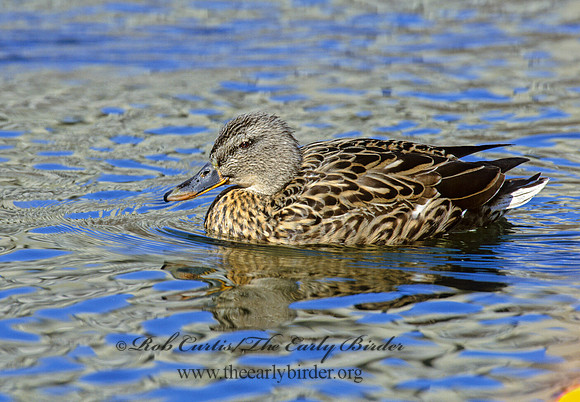 Anas platyrhynchos  MALLARD 1280430