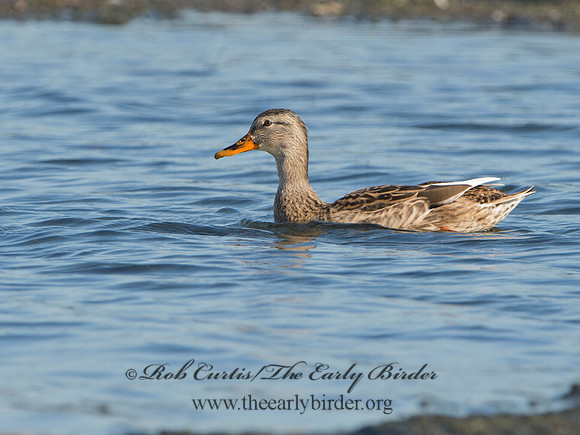 Anas platyrhynchos  MALLARD 9053563