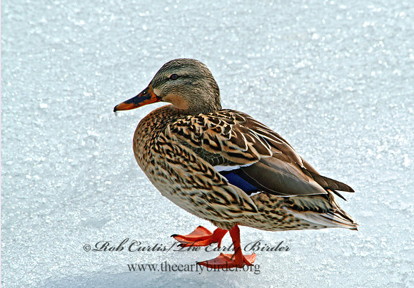 Anas platyrhynchos  MALLARD 3000131
