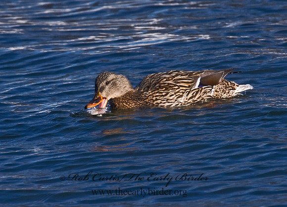 Anas platyrhynchos  MALLARD 7015804
